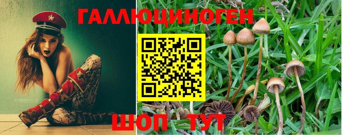 купить наркоту  Вход с VPN  Галлюциногенные грибы MAGIC MUSHROOMS  Гатчина  Псилоцибиновые грибы Psilocybe 